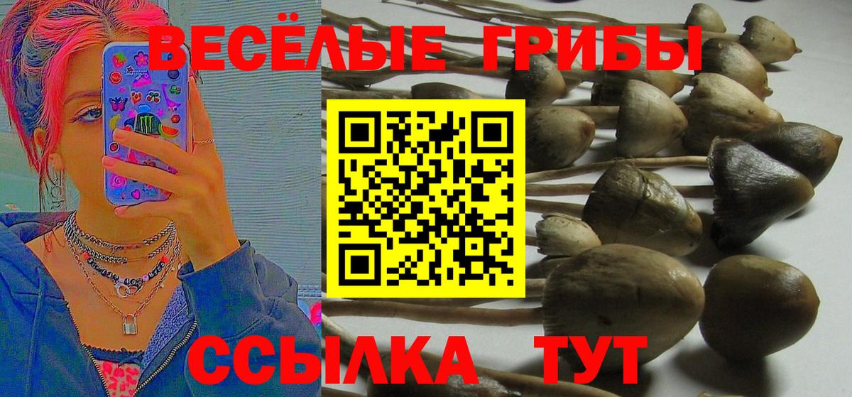Псилоцибиновые грибы Psilocybe  Вход с VPN  Красноармейск 