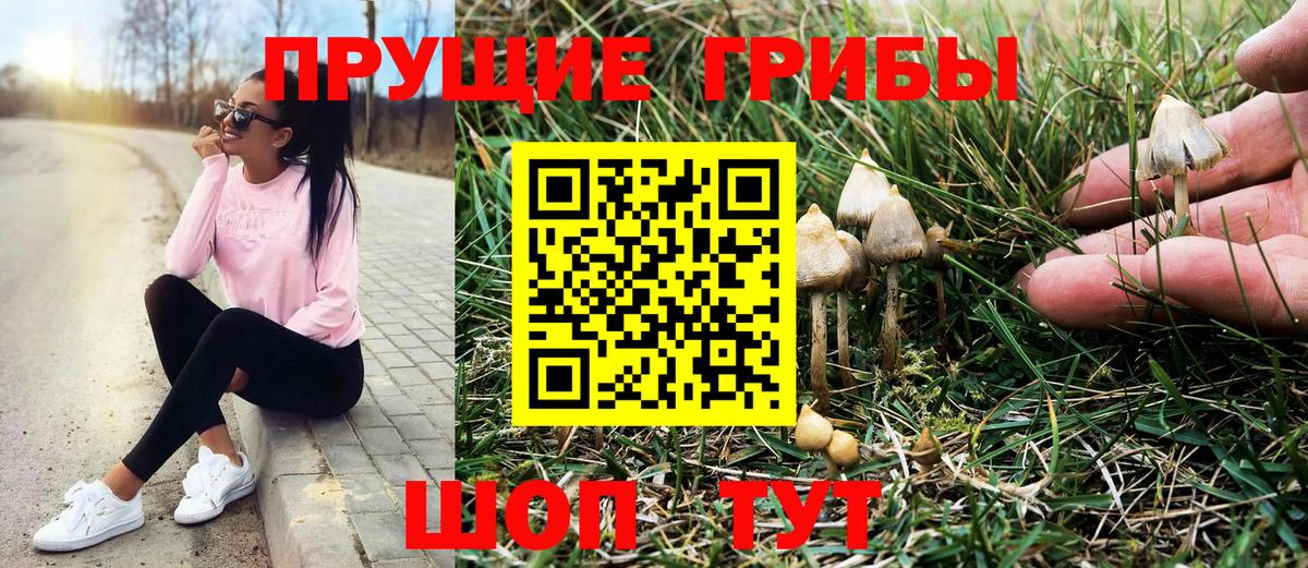 Галлюциногенные грибы Cubensis Красноармейск